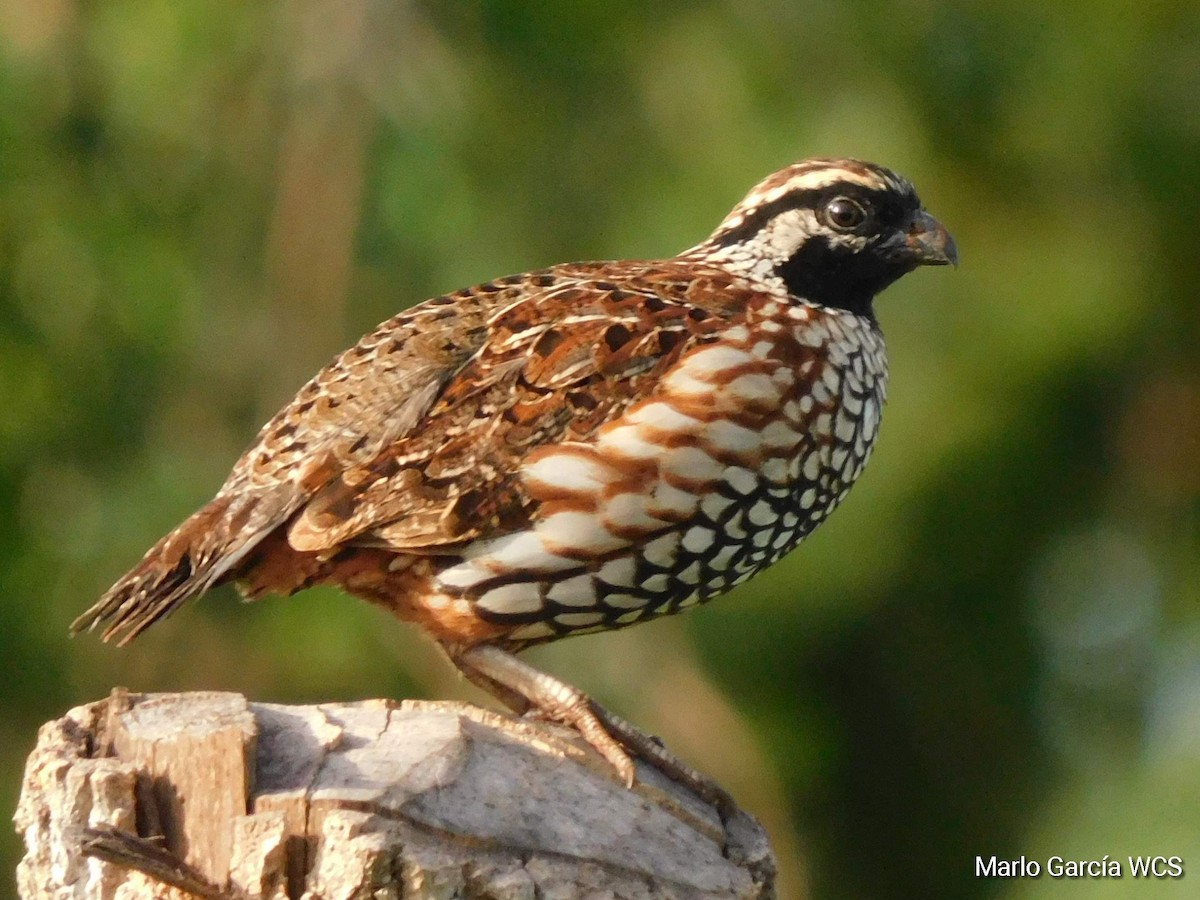 Black-throated Bobwhite - ML174283471