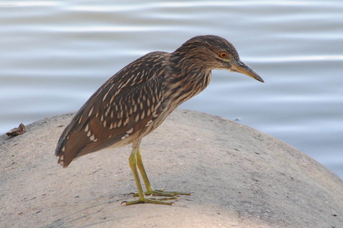 Black-crowned Night Heron - ML174283561