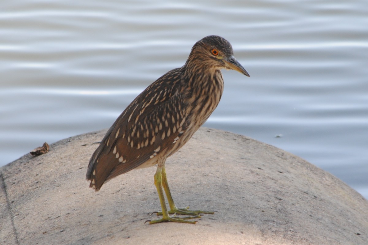 Black-crowned Night Heron - ML174283641