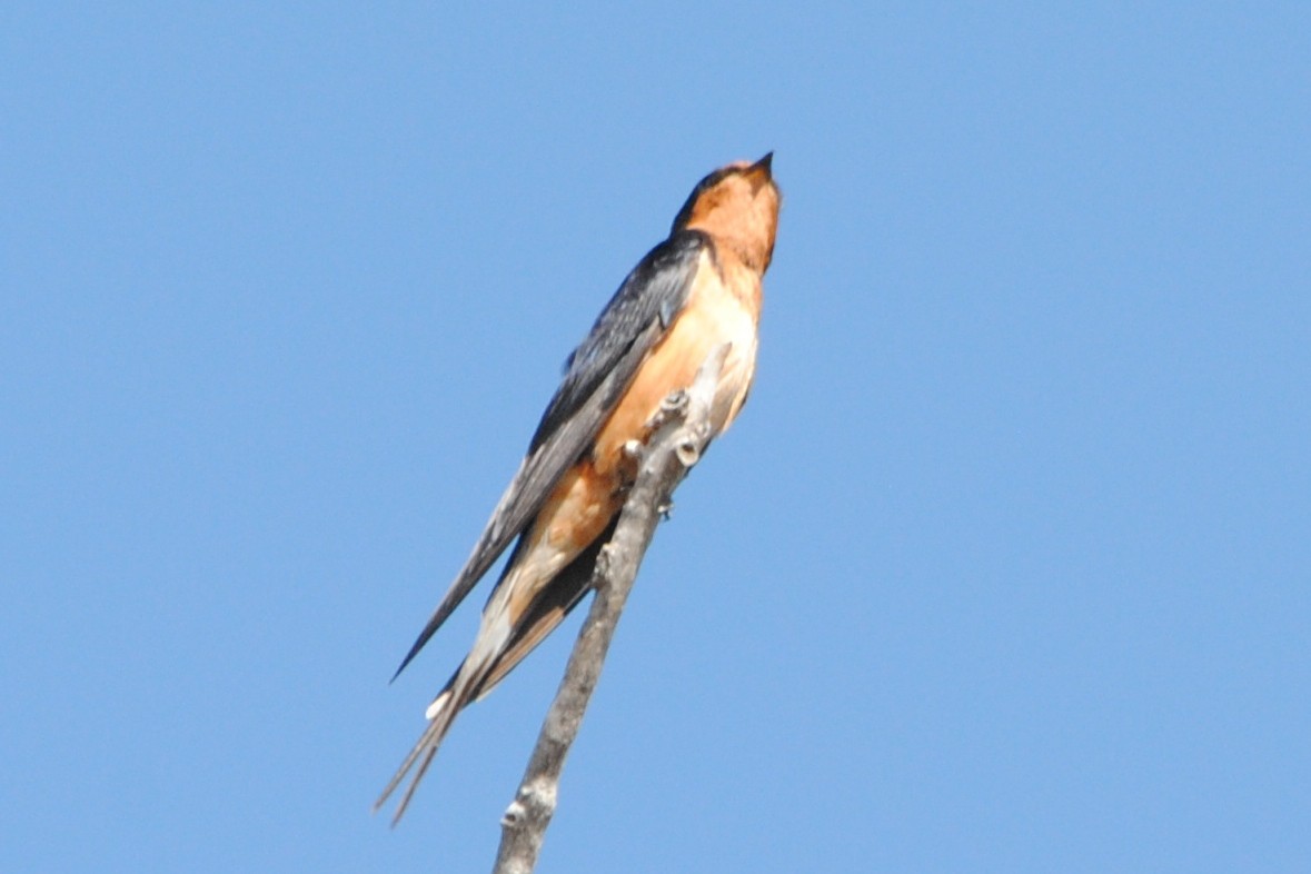 Golondrina Común (americana) - ML174283701