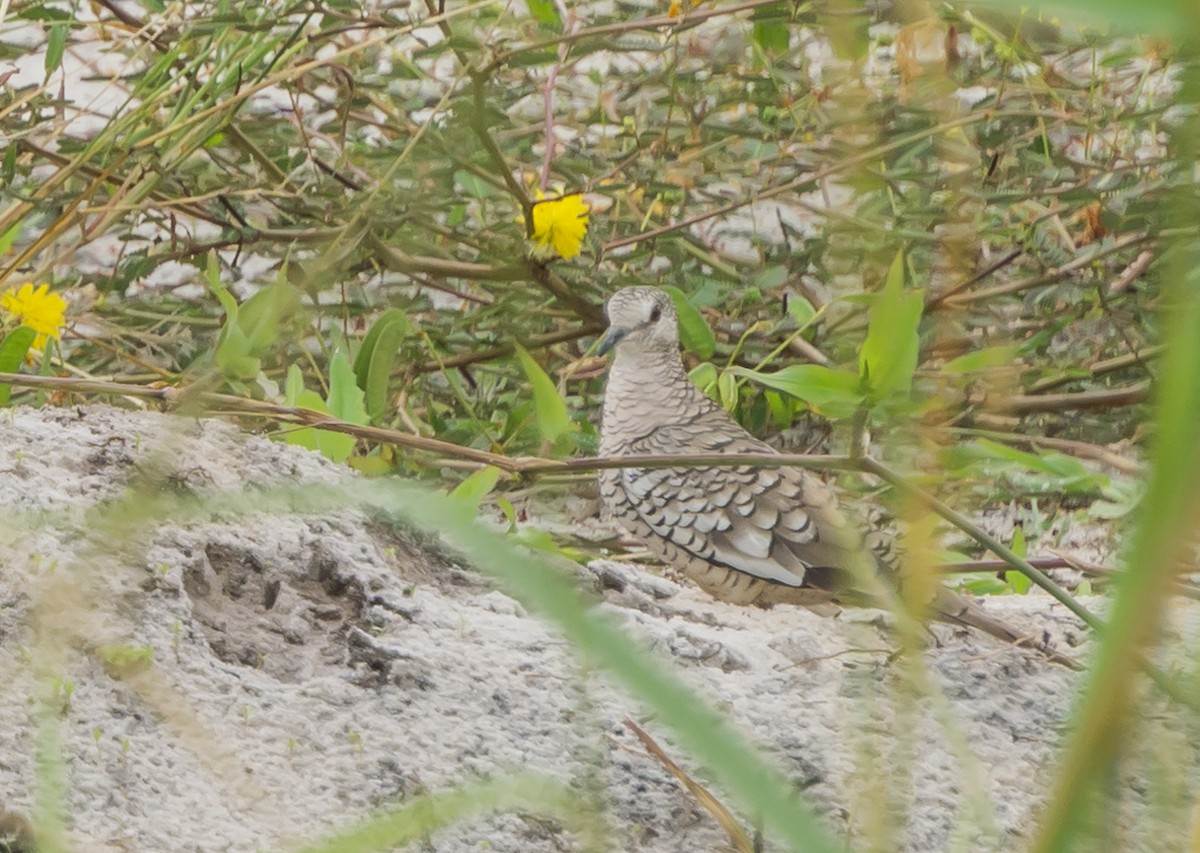 Scaled Dove - Christian  Araos