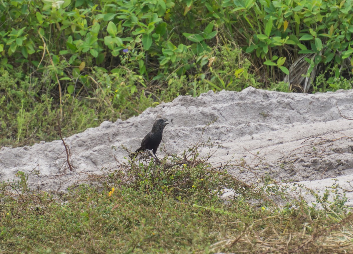 Smooth-billed Ani - ML174284301