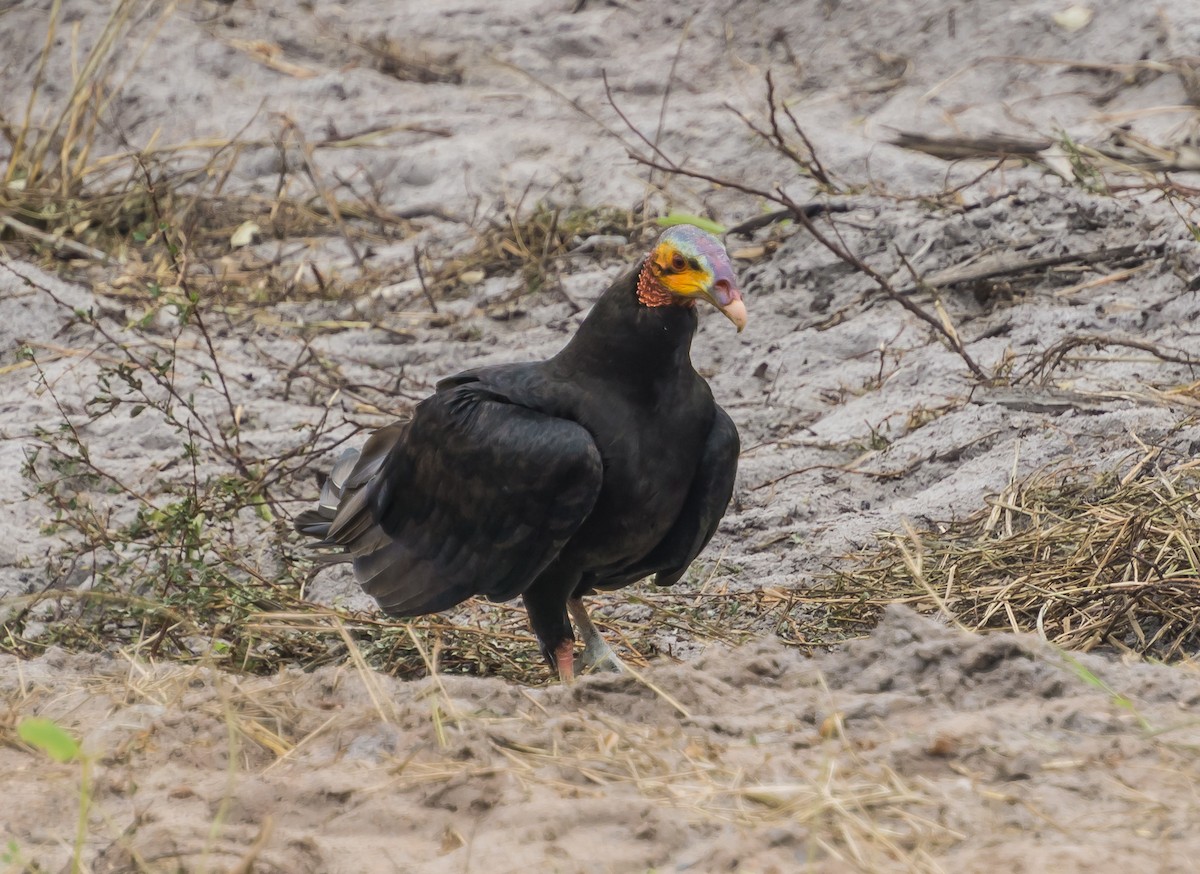 Lesser Yellow-headed Vulture - ML174285291