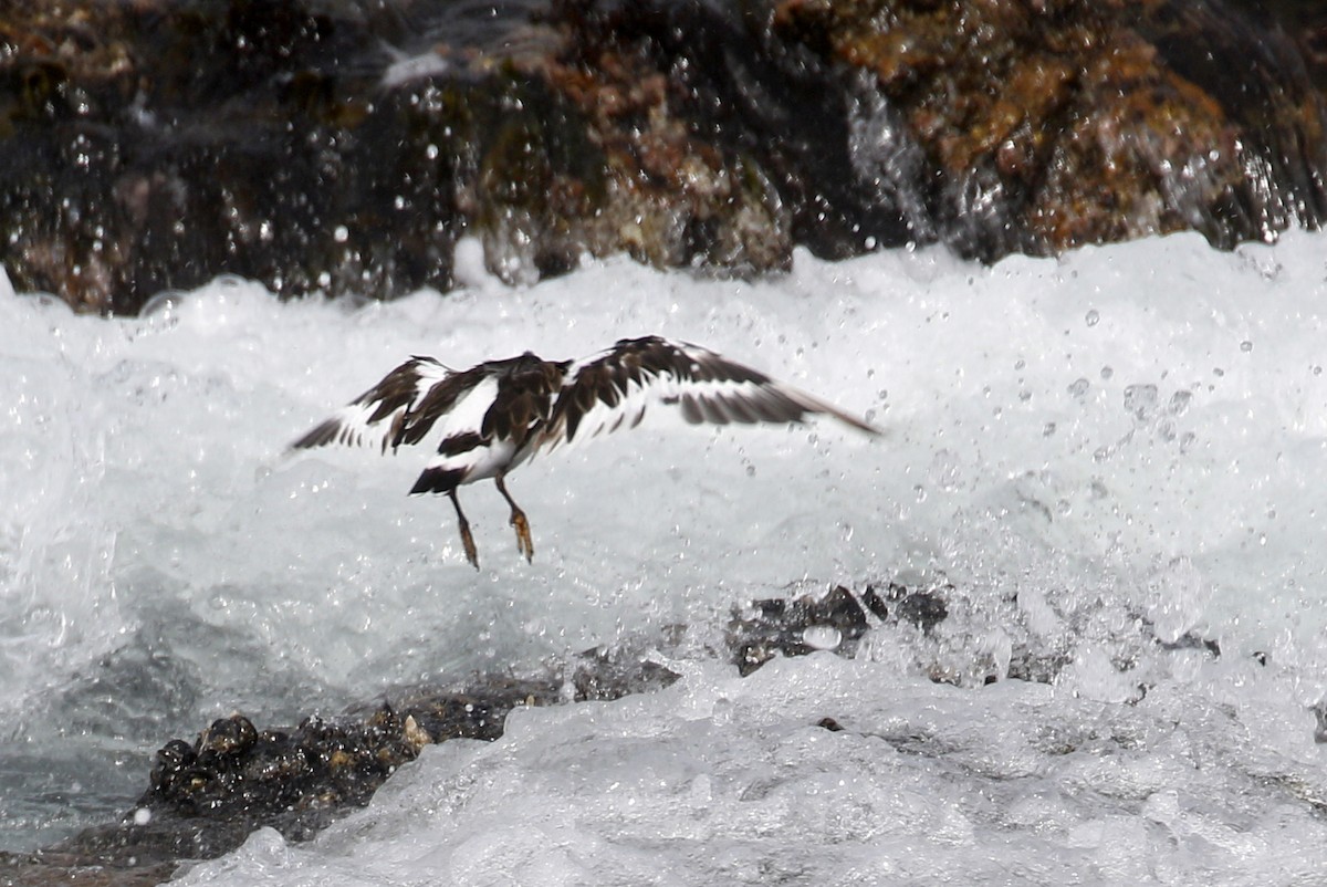 Black Turnstone - Donna Pomeroy