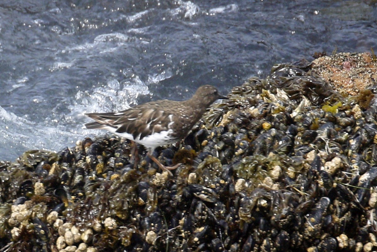 Black Turnstone - ML174286111