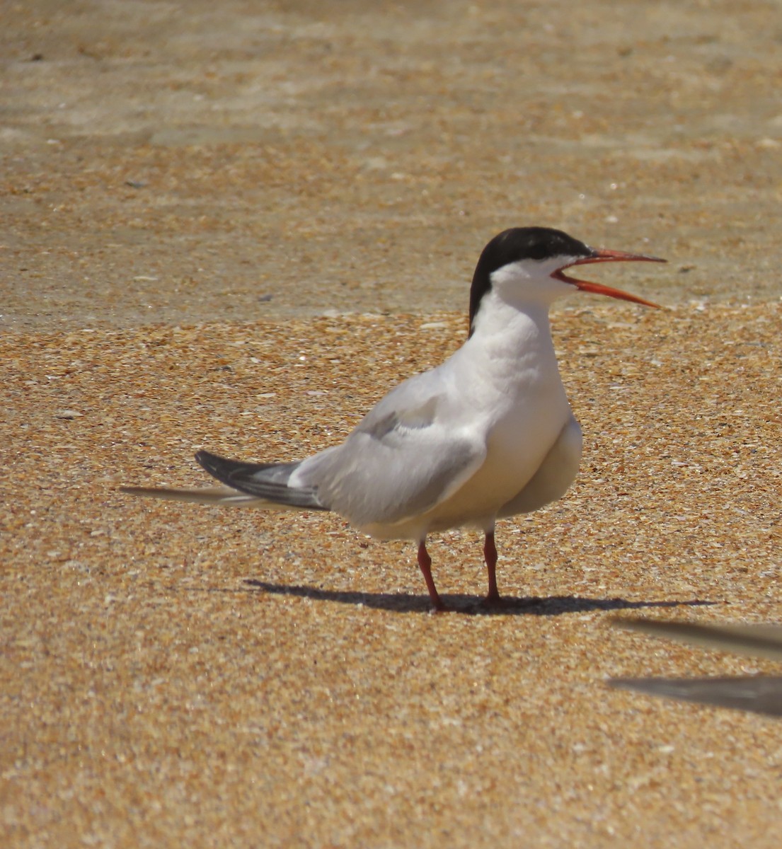 Common Tern - ML174286161