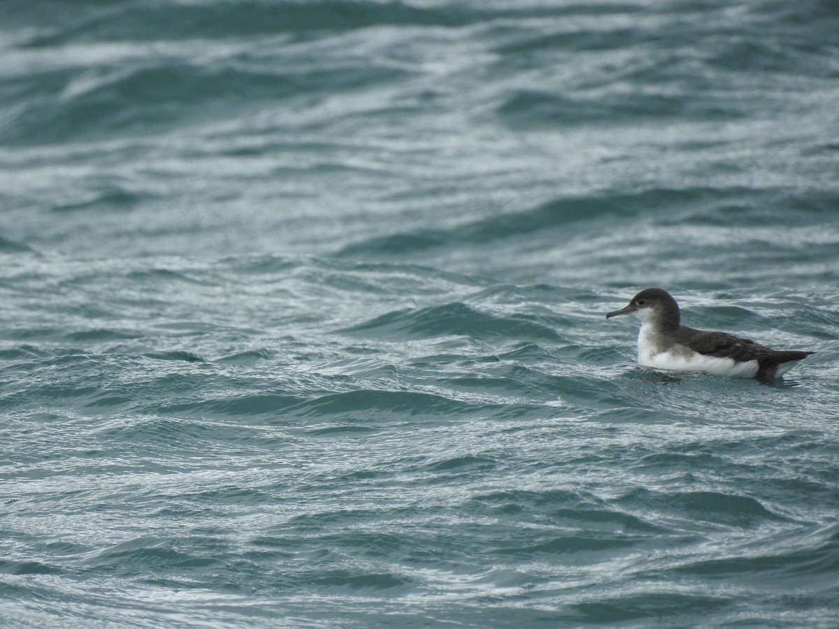 Fluttering Shearwater - ML174286281