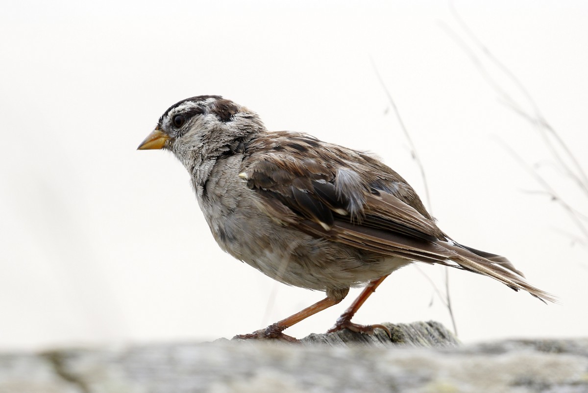 White-crowned Sparrow - ML174286901