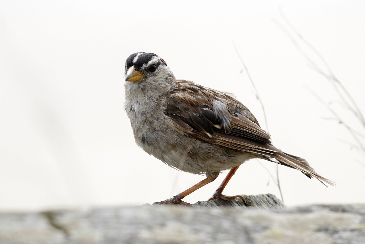 White-crowned Sparrow - ML174286911