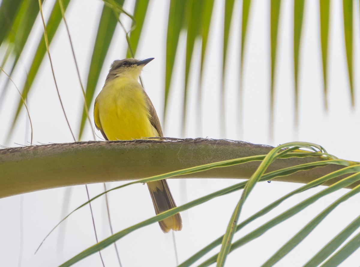 Tropical Kingbird - ML174287041