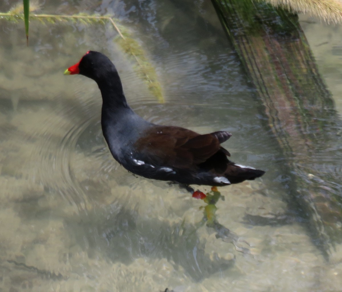 Common Gallinule - Paul Sellin