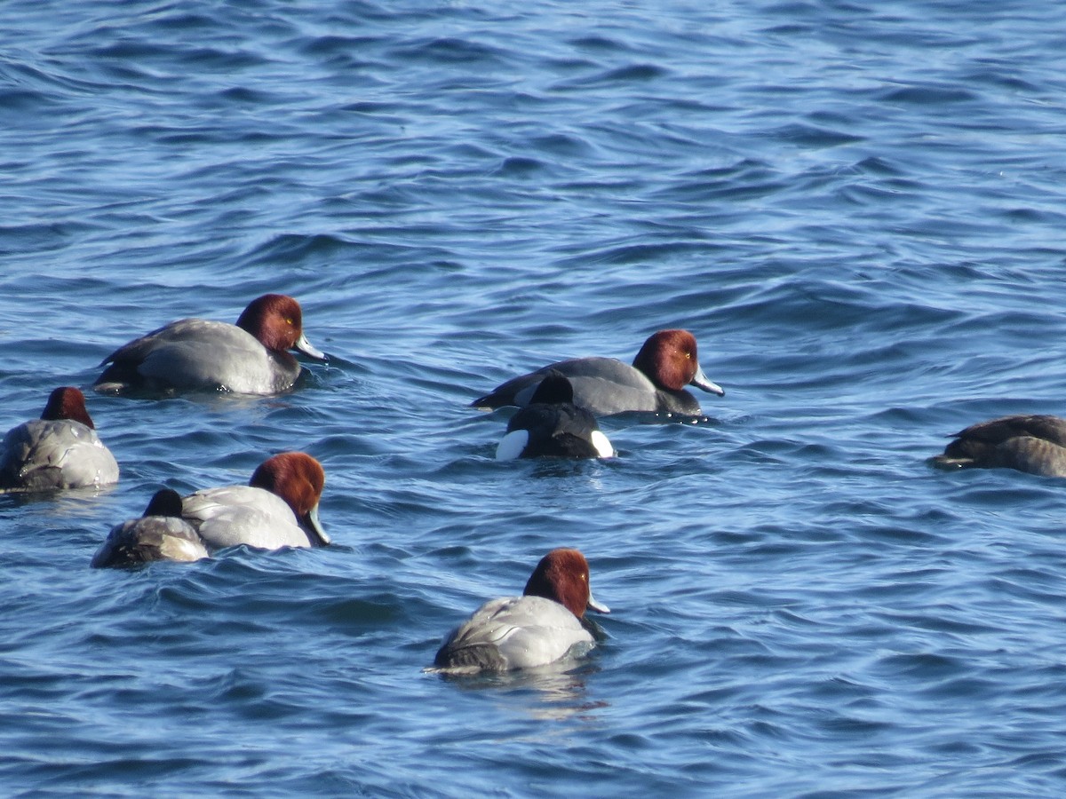 Tufted Duck - ML174292281