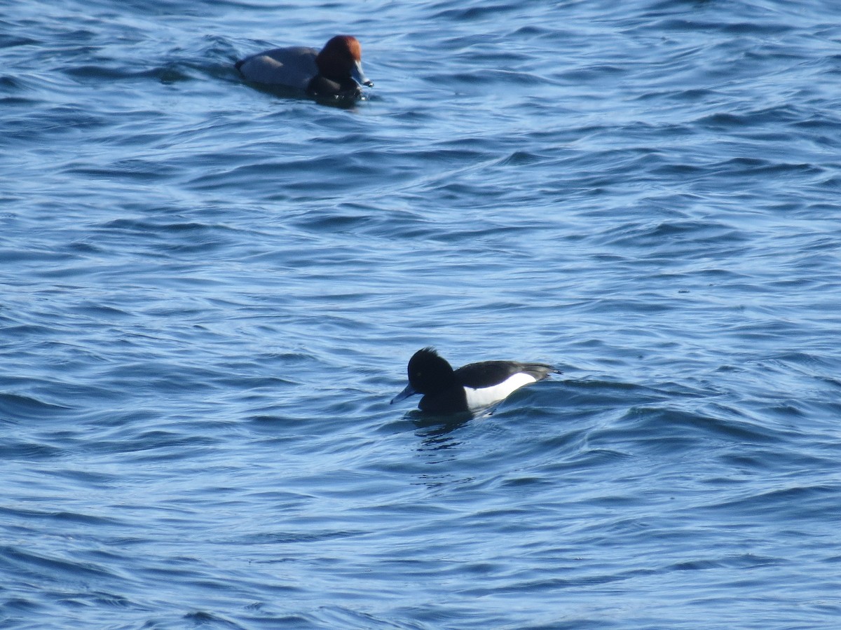 Tufted Duck - ML174292311