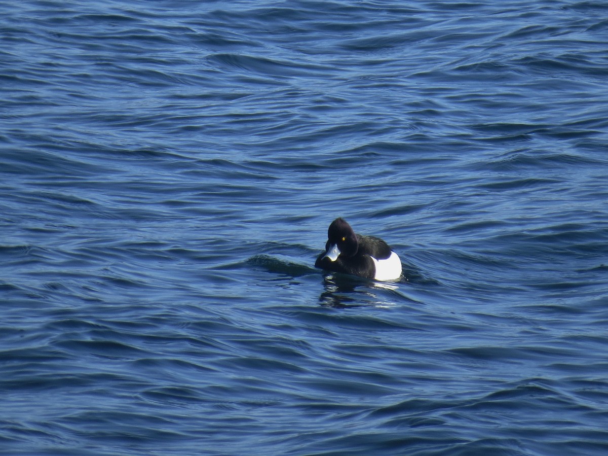 Tufted Duck - ML174292321