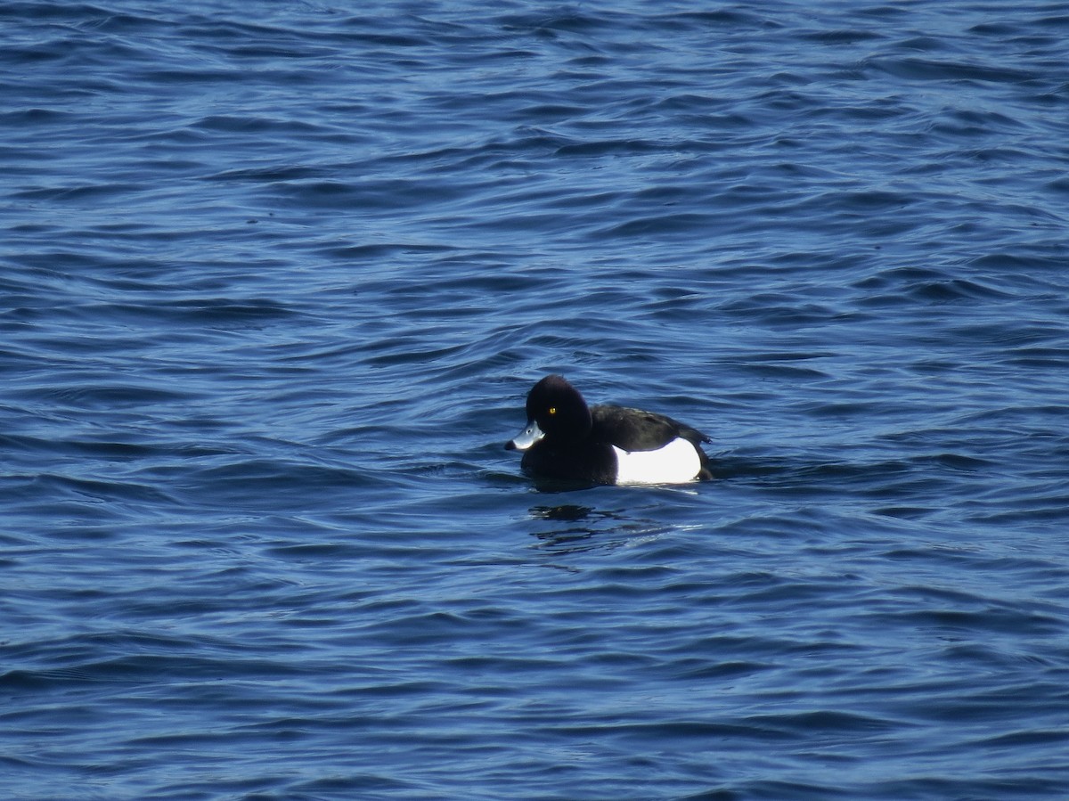 Tufted Duck - ML174292331