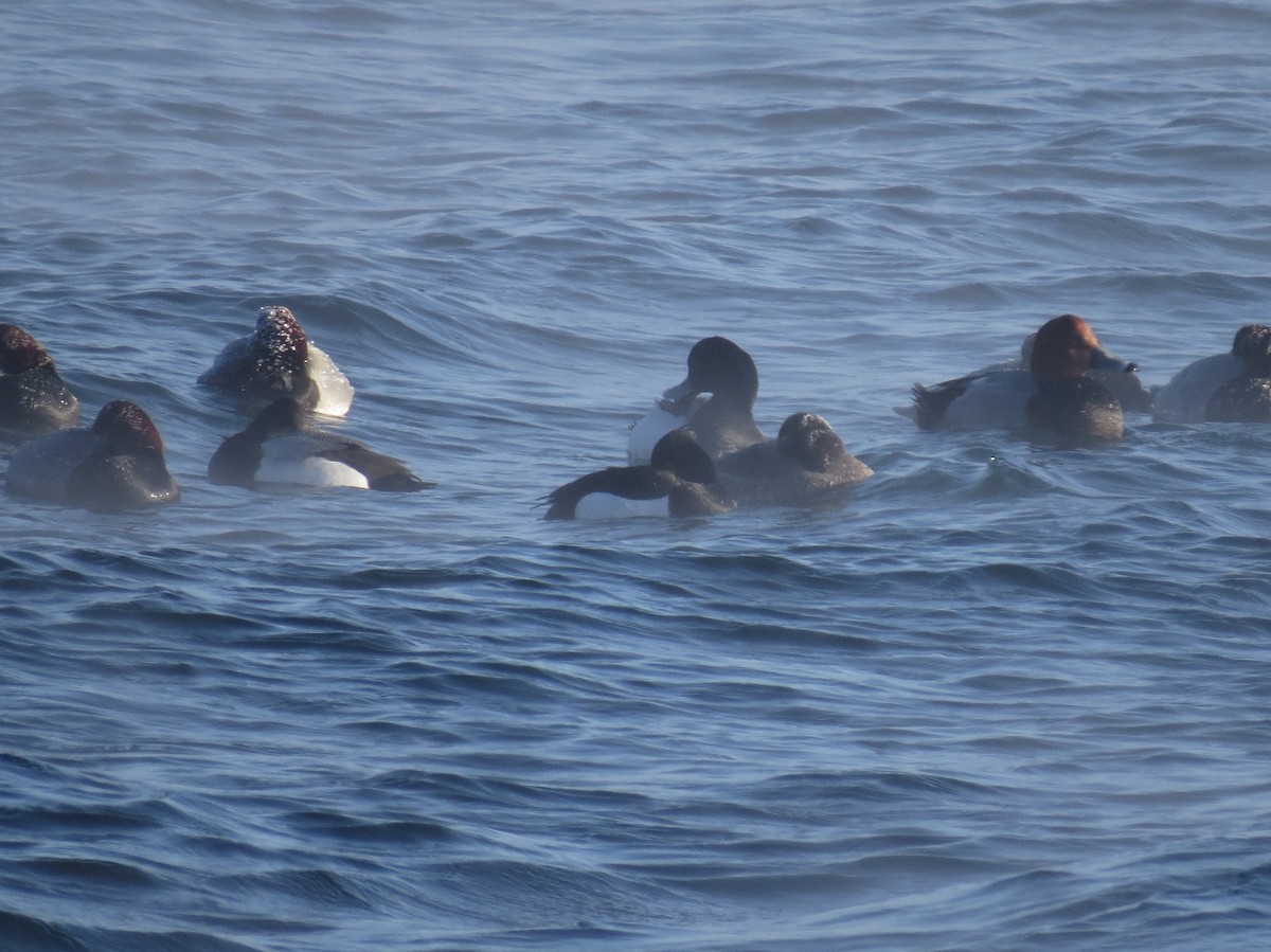 Tufted Duck - ML174292421