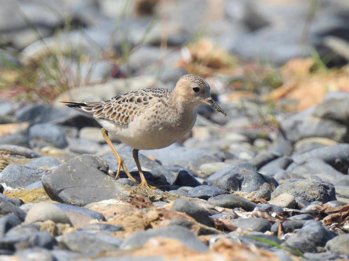 Buff-breasted Sandpiper - Isaac  Denzer