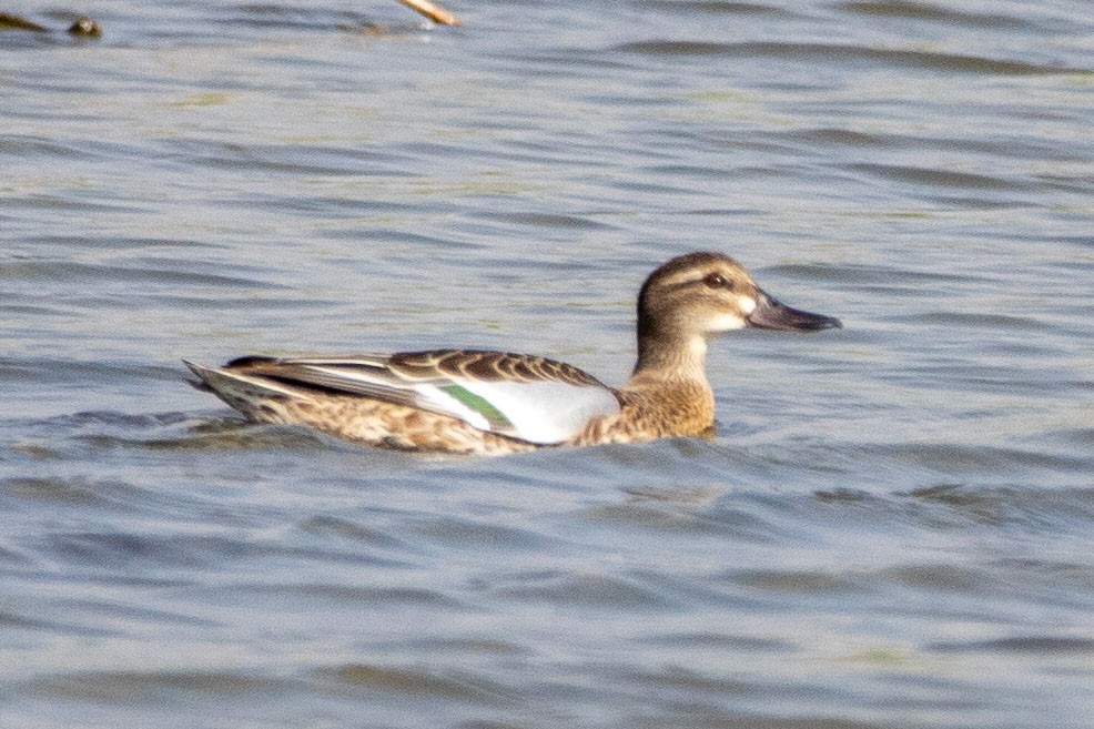 Garganey - ML174293651