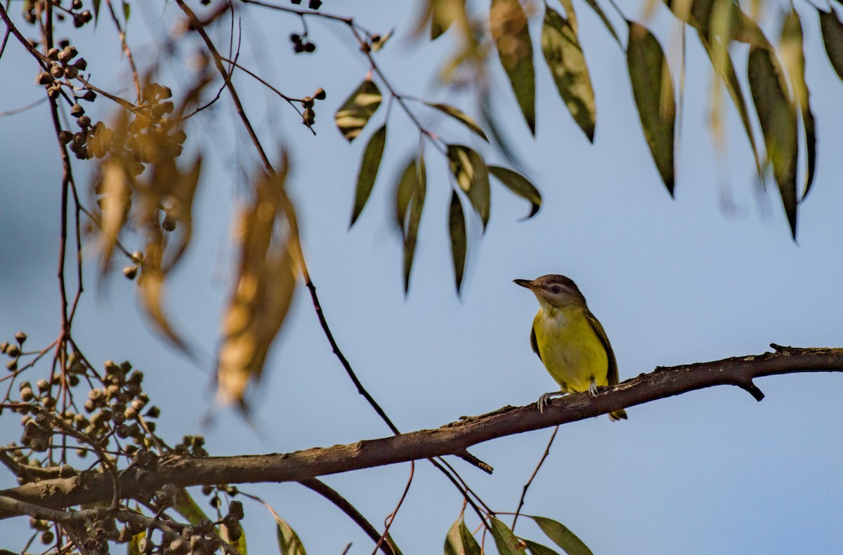 Yellow-green Vireo - ML174293701