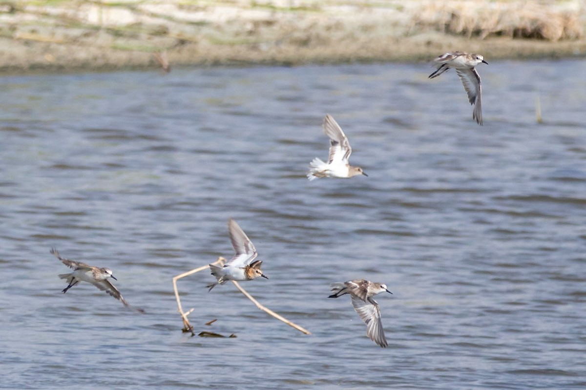 Little Stint - ML174294881