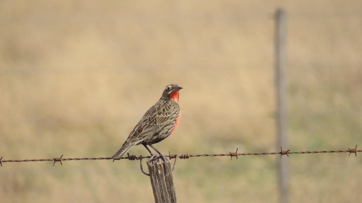 Pampas Meadowlark - ML174296271