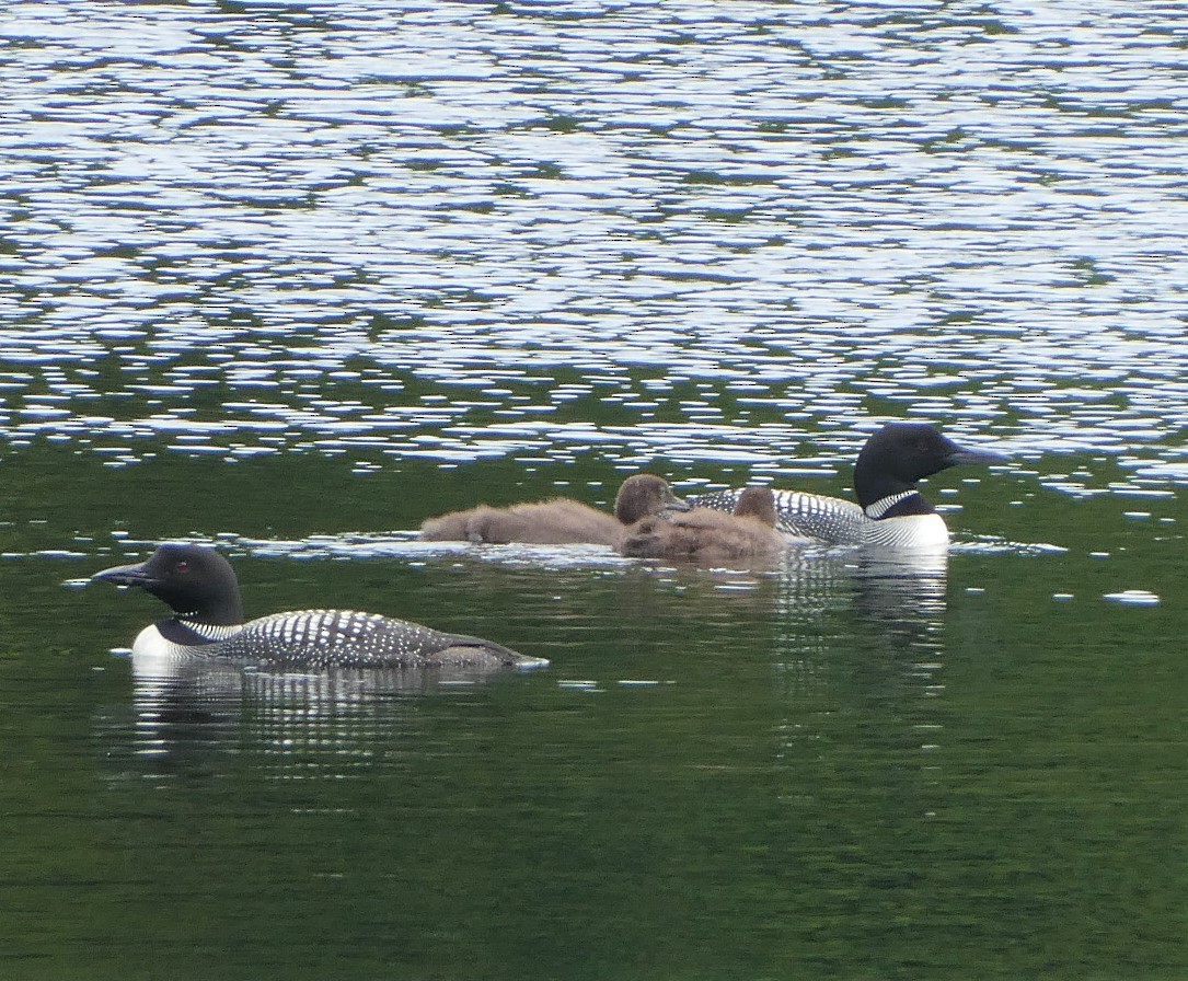 Common Loon - David Pritchard