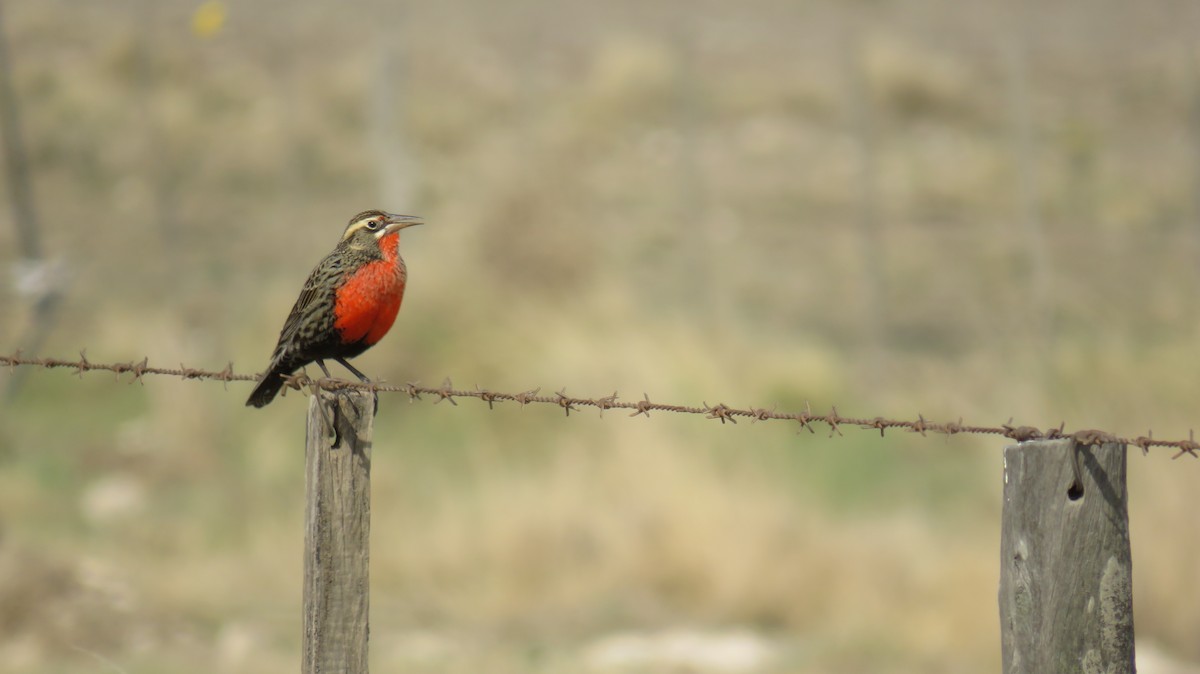 Pampas Meadowlark - Francisco González Táboas