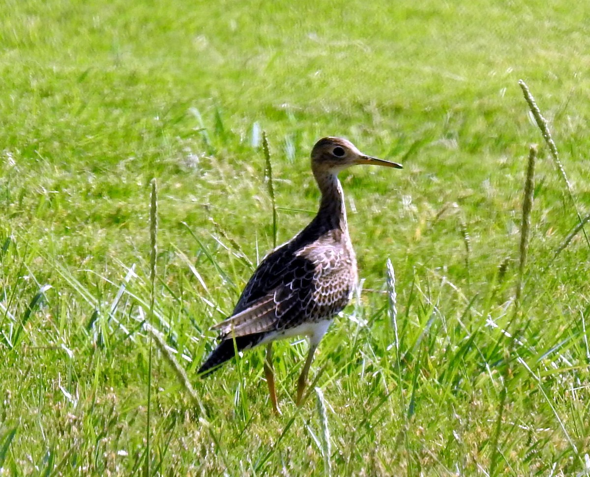 Upland Sandpiper - ML174300271