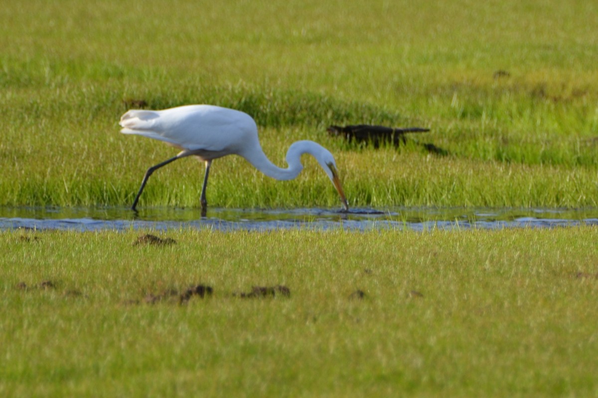 ダイサギ - ML174301261