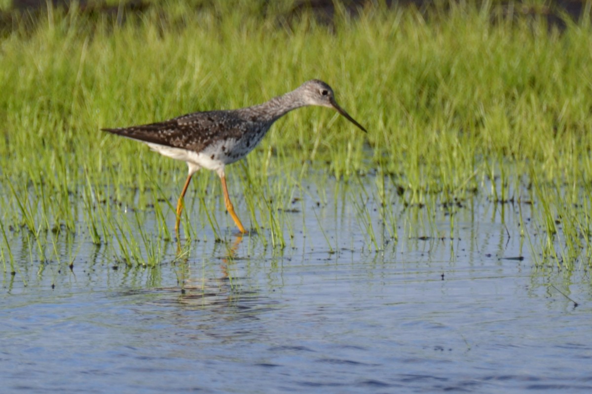 Greater Yellowlegs - ML174301571