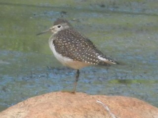 Solitary Sandpiper - ML174303031