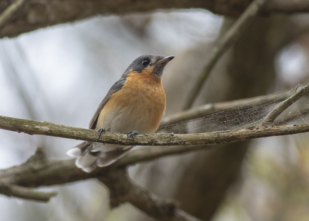 Spectacled Monarch - ML174303391