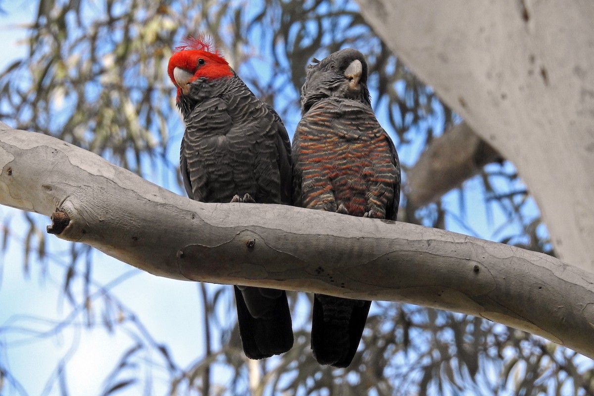 Gang-gang Cockatoo - ML174303771