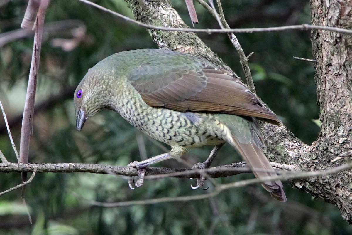 Satin Bowerbird - ML174303981