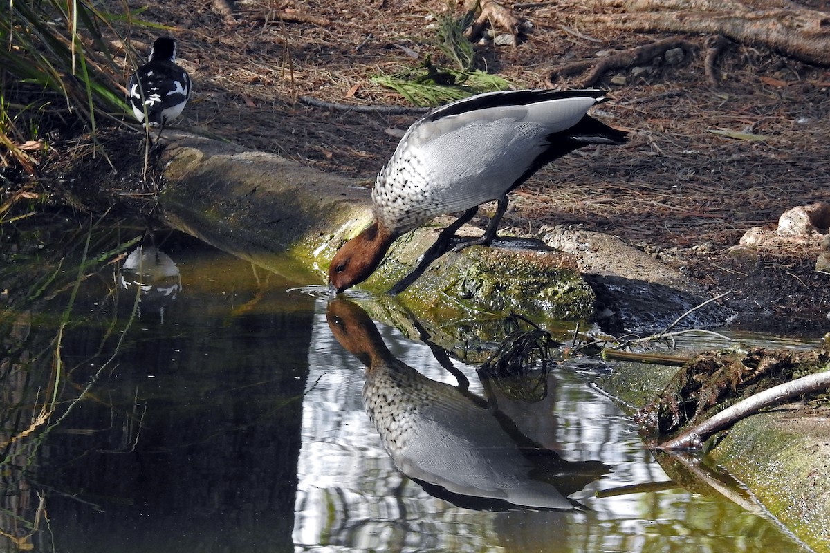 Maned Duck - Deb & Rod R