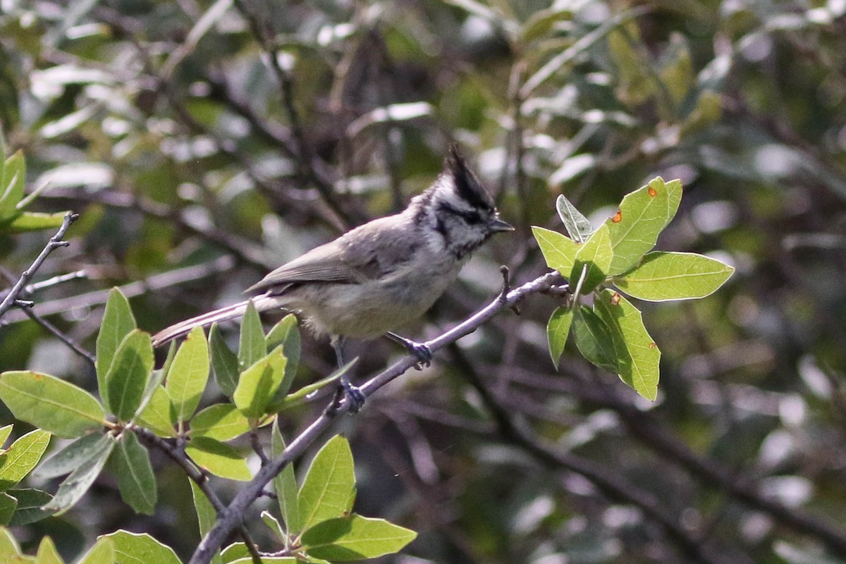 Bridled Titmouse - ML174304921