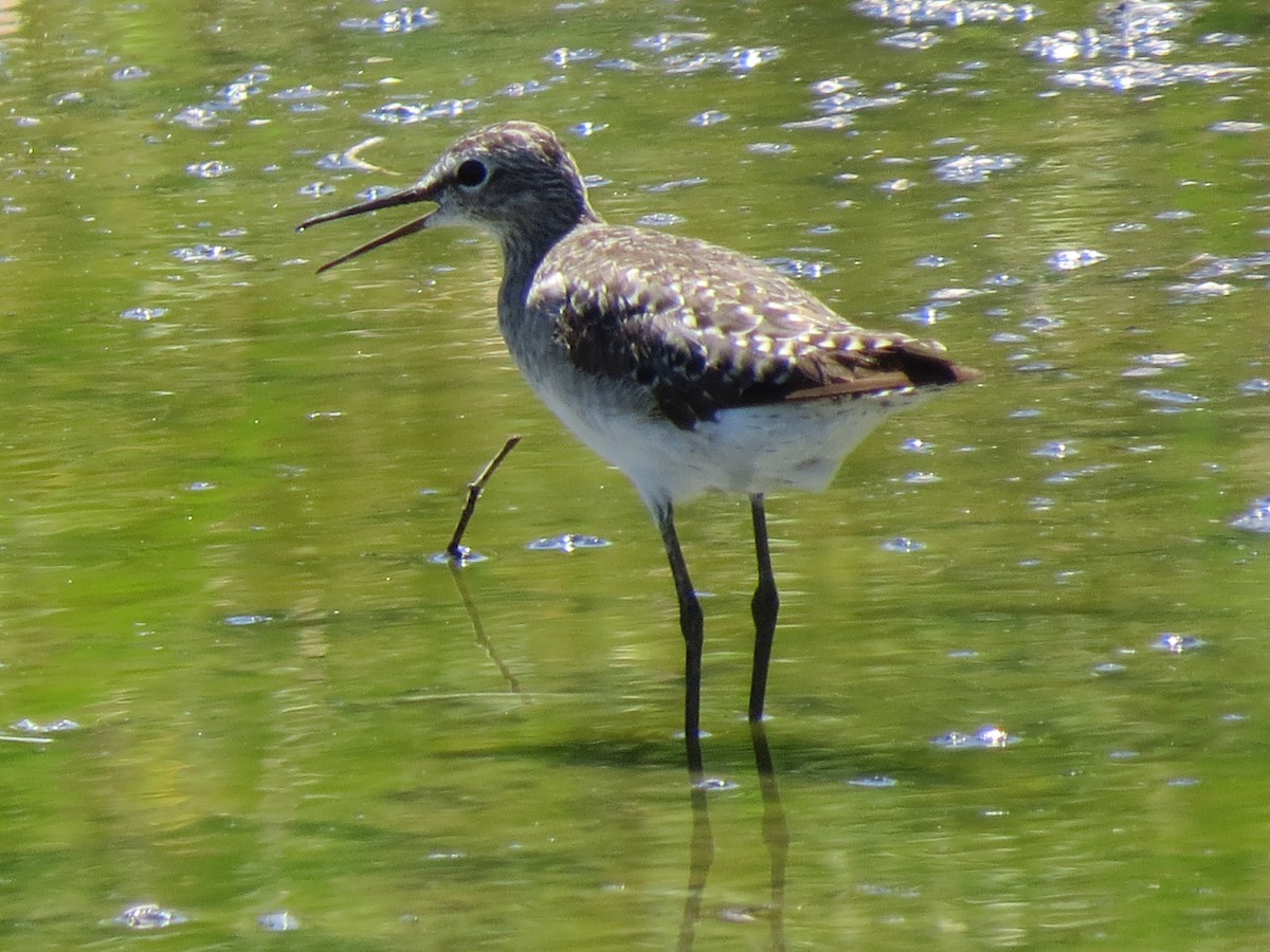 Wood Sandpiper - ML174306291