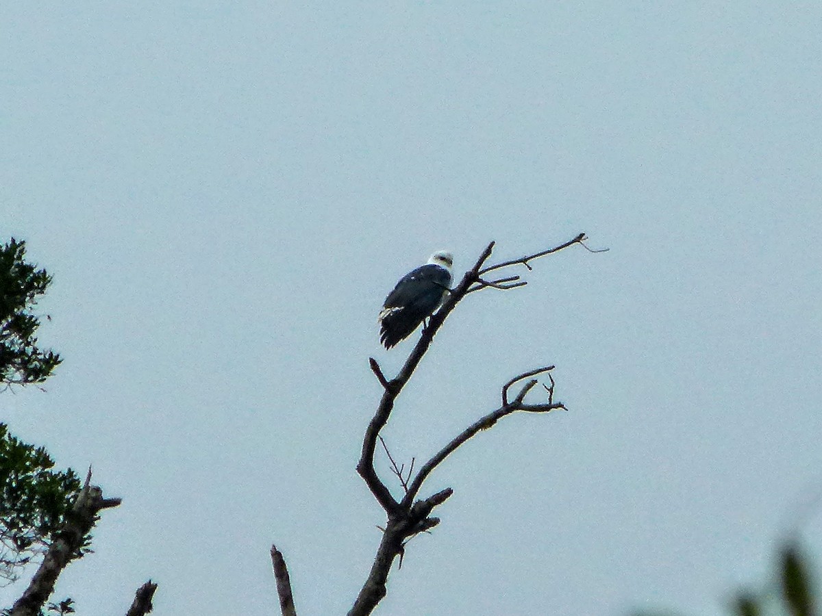 Mantled Hawk - ML174307401