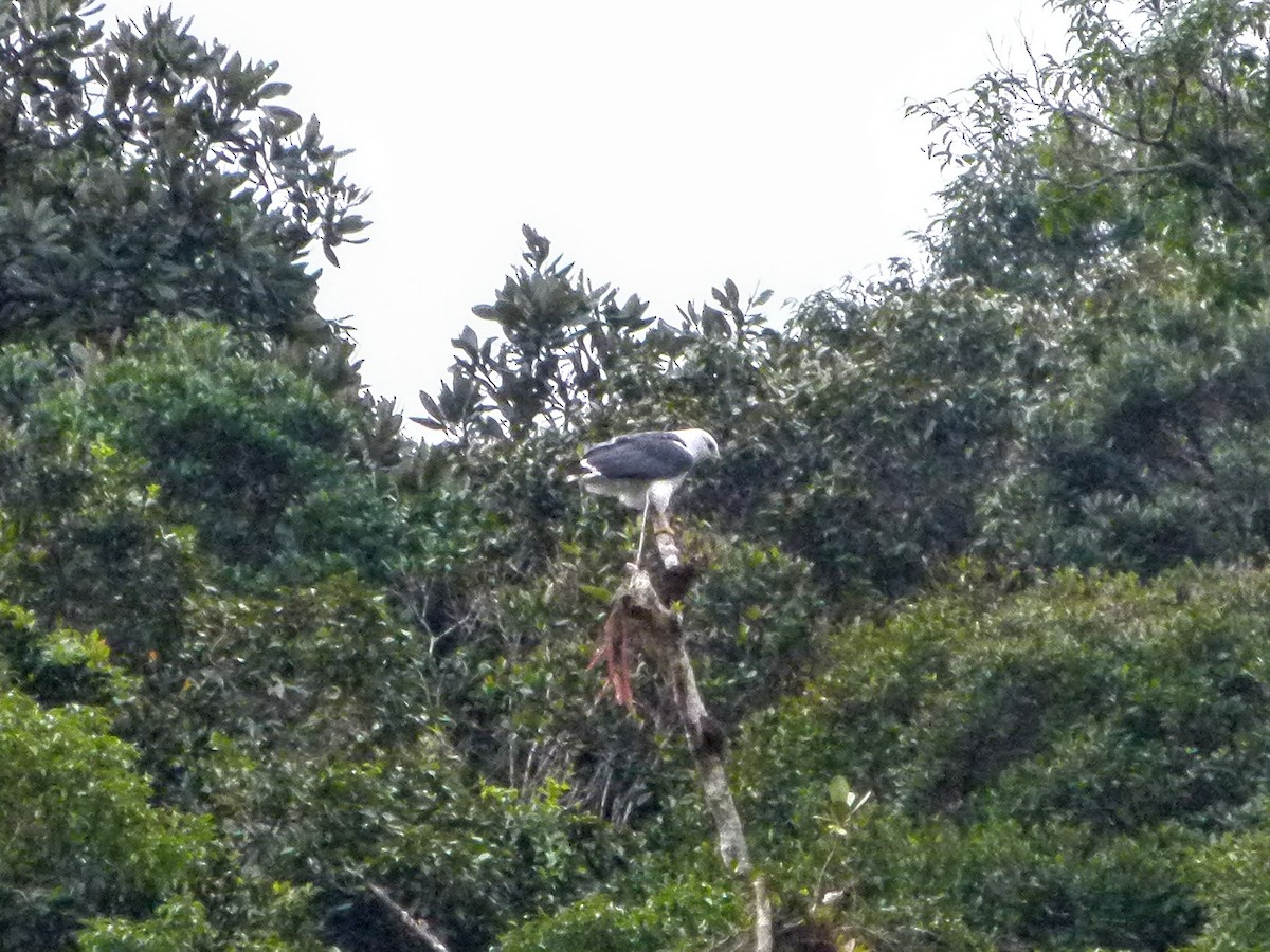 Mantled Hawk - ML174308031