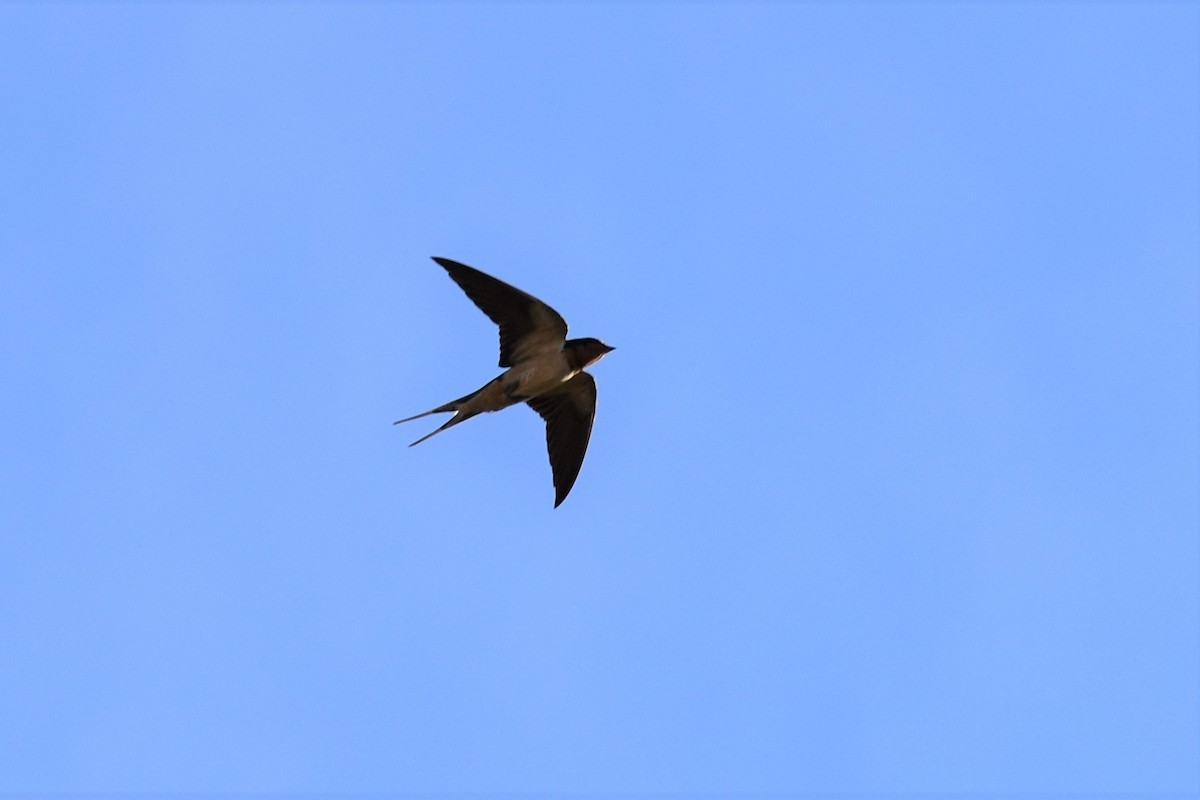 Barn Swallow - ML174308071