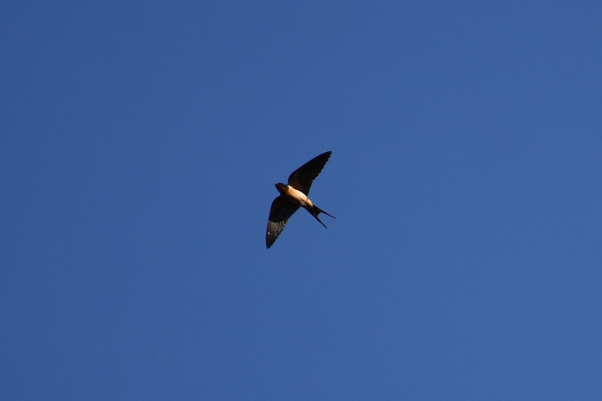 Barn Swallow - ML174308131