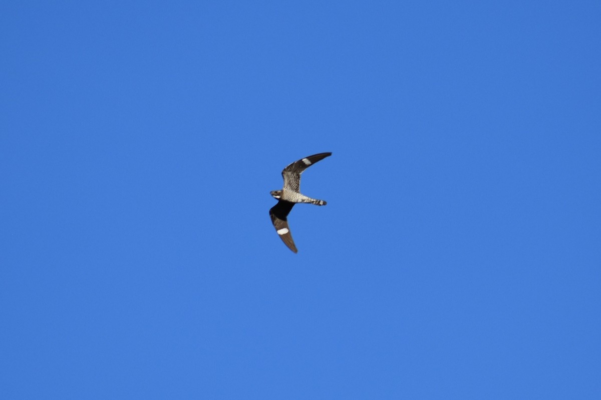 Common Nighthawk - Sydney Gerig