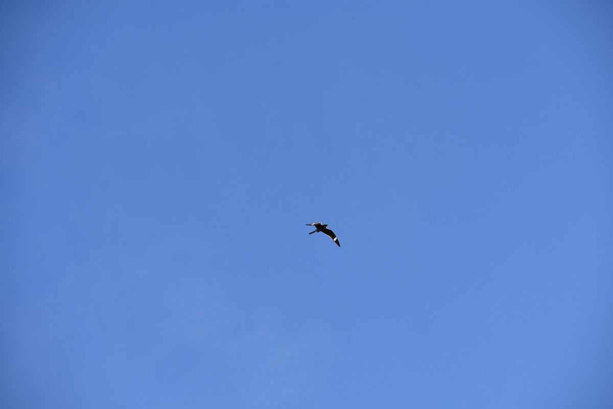 Common Nighthawk - Sydney Gerig