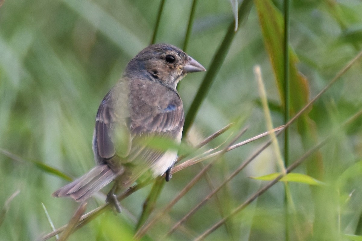 Indigo Bunting - ML174308941