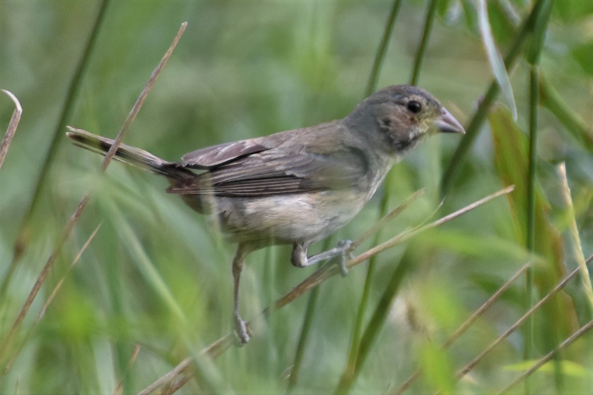 Indigo Bunting - ML174308951