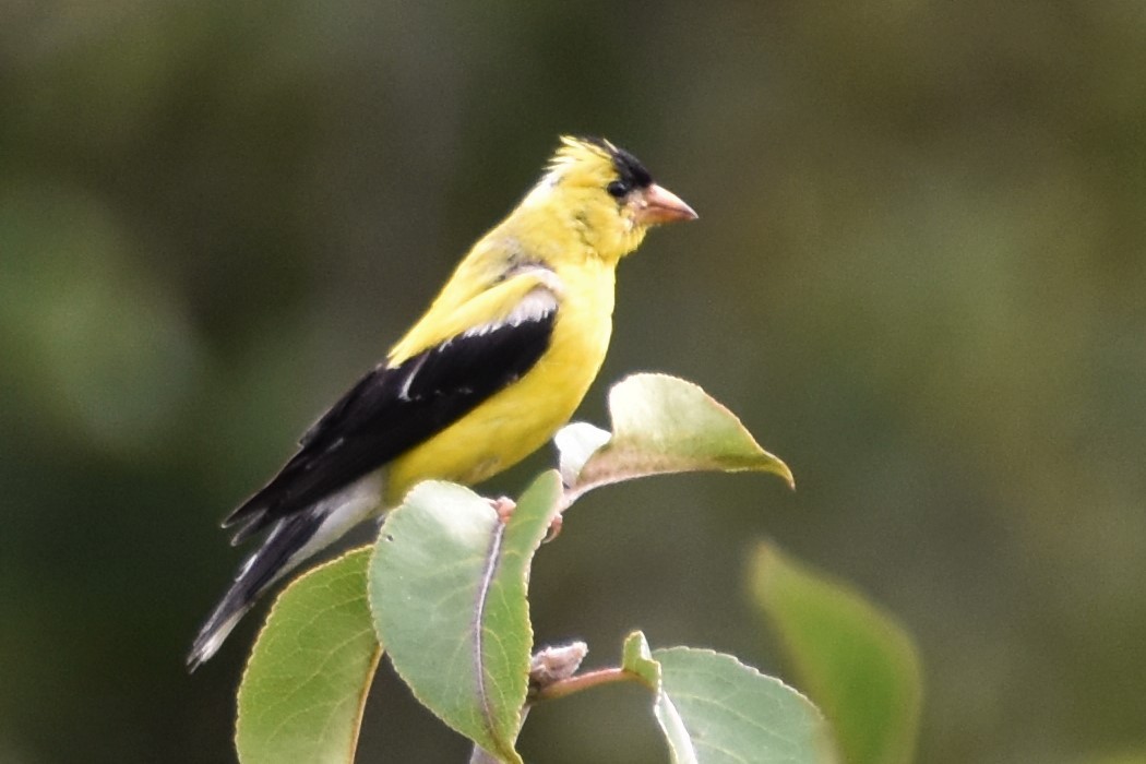 American Goldfinch - ML174309081