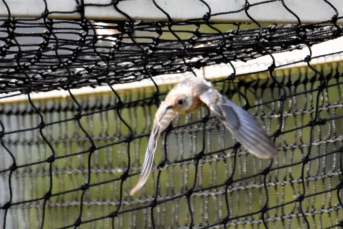 Eastern Bluebird - ML174309101