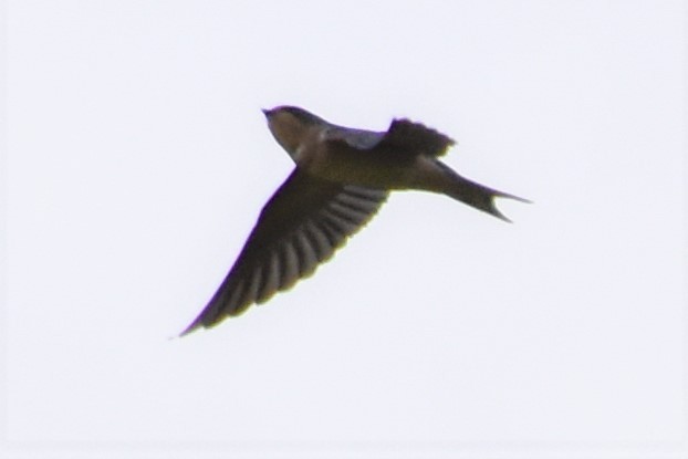 Barn Swallow - ML174309131