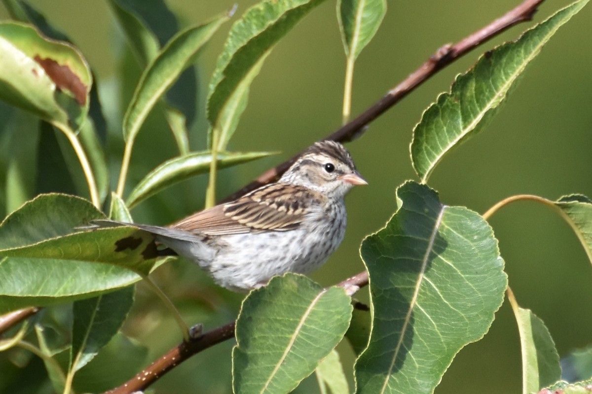 Chipping Sparrow - ML174309331