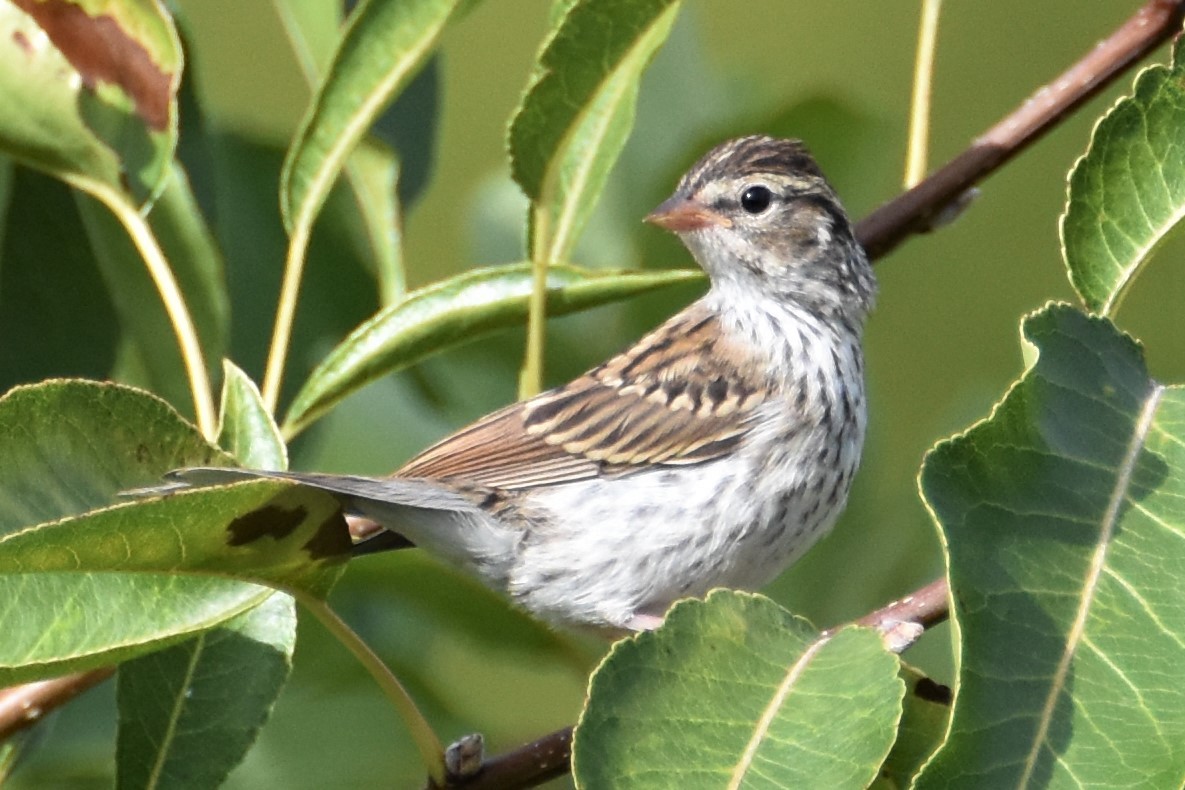 Chipping Sparrow - ML174309341